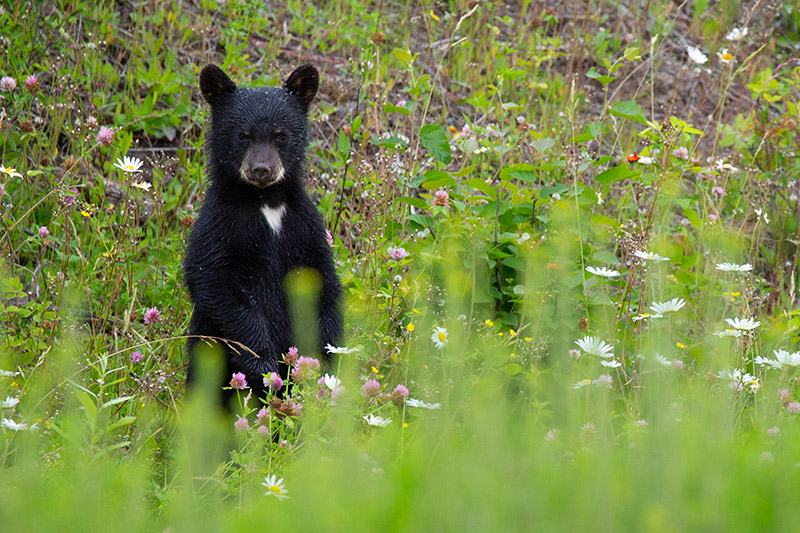 Black bear cub standing