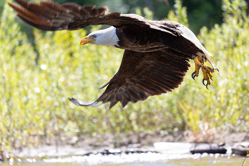Eagle Flight on the Nechako River