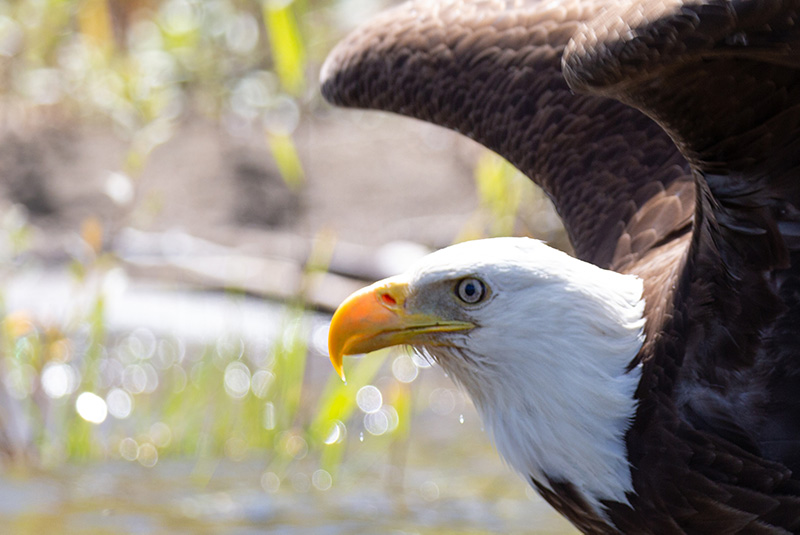 Eagle on the Nechako River