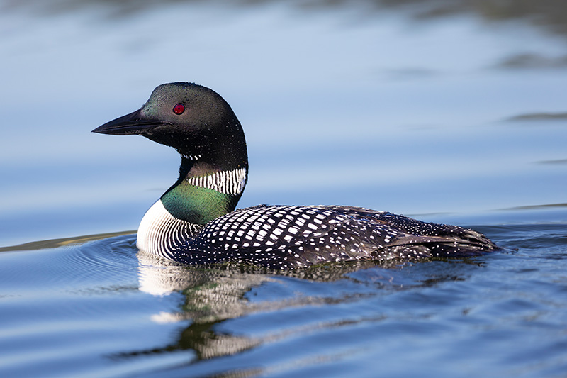 Loon on Round Lake