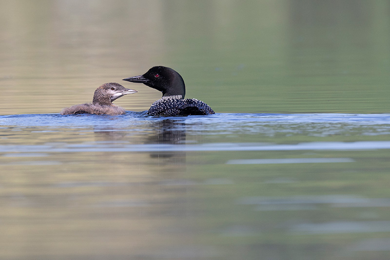 Loon and chick on Round Lake